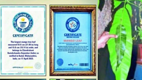 alphonso mango big leaf recorded in guinness world record and world wild book of record