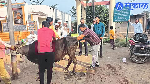 Jalgaon Animal Husbandry Department officials inspecting the animals