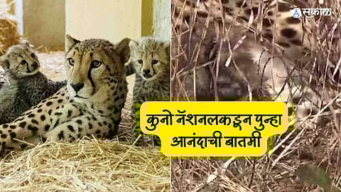 Cheetah Cubs Born in Kuno