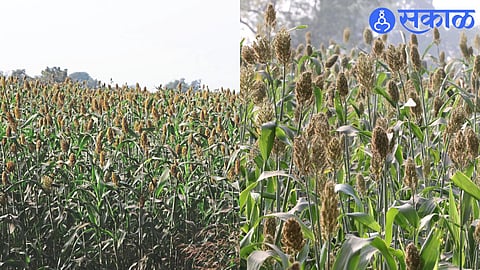 jawor crop blooming in the field.