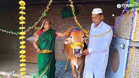 balapur nagad farmer gave cow Dohale Jevan love animal conservation