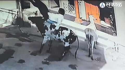 A loose bull caught on camera attacking Digambar Sonar in Ganpati Galli.