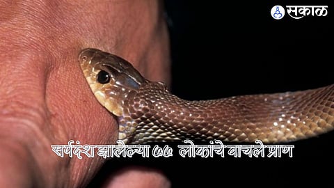 Snake Bite: वेळीच उपचार मिळाल्याने वाचले ७७ लोकांचे प्राण, ग्रामीण भागात सर्पदंशाचे प्रमाण जास्त