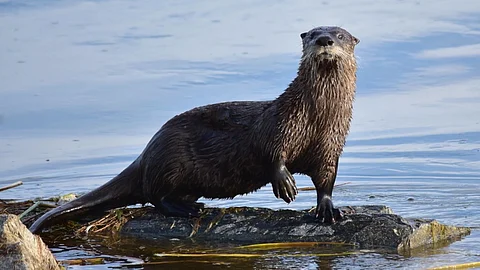 Otter Cats