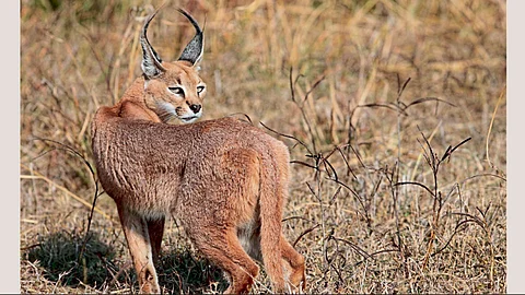 Qalandar Waghru animal