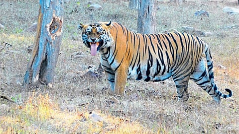 tiger
