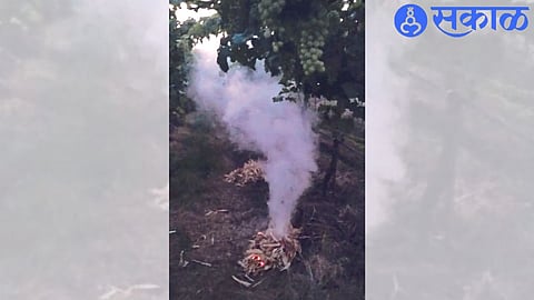 A bonfire lit in a vineyard to protect against the cold.