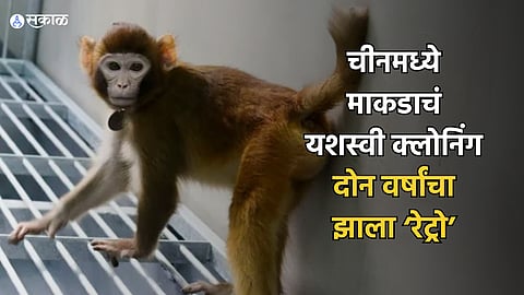 China Monkey Cloning