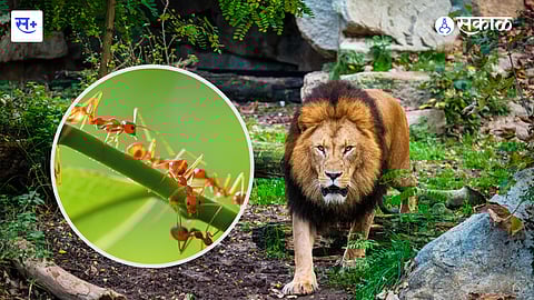 lion and ant story
