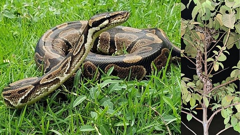Python Snake Found in Walwa