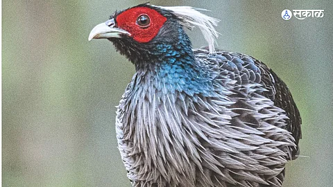 bird