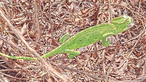 Chameleon lizard : आफ्रिकेत दिसणारा शॅमेलियन जातीचा दुर्मिळ सरडा आढळला रत्नागिरीतील कनकाडीत!