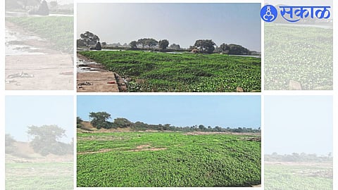 Watergrass grown in Godavari river