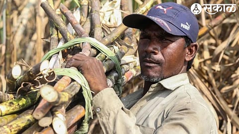 Sugarcane crop worker