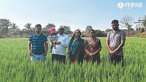 A household member in a wheat field conducted by highly educated farmer Gokul Jadhav with modern experiments.