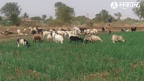 Amber Pawar of Pimpaldar left the cattle in the onion crop due to lack of water