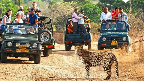 Leopard Safari