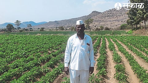 Successful experiment of potato cultivation in the field by experimental farmer Balu Ahire.