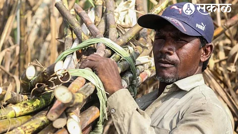 Sugarcane worker