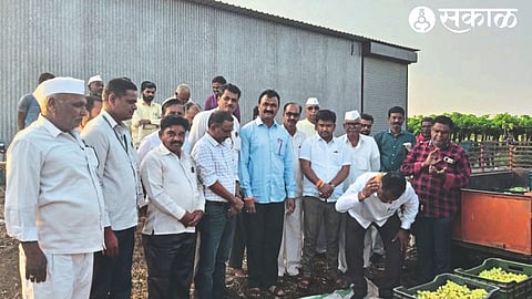 Chairman Balasaheb Kshirsagar while starting the auction of grape beads. Neighbor Deputy Chairman Ganesh Domade, Member Bhimraj Kale, Dr. Shrikant Aware and Sonia Holkar