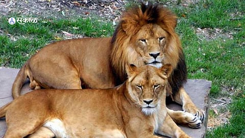 Forest officer suspended for naming lion pair Akbar and Sita-Decision of Tripura Govt