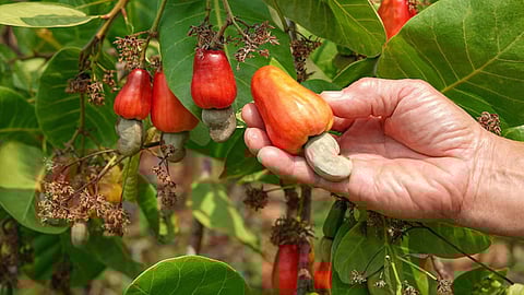 Cashew Fruit