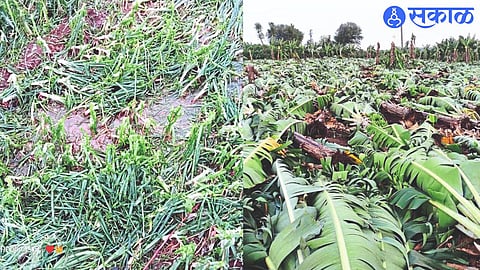 Damage of banana and onion crop
