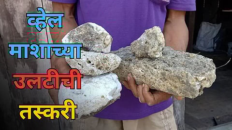 Whale Fish Vomit Smuggling