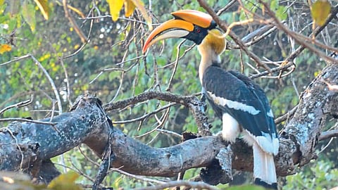 Indian Great Hornbill Bird
