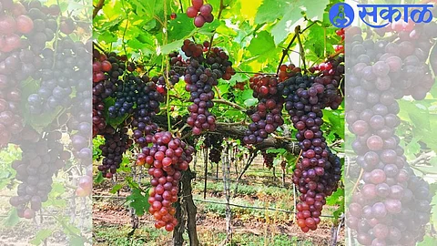 Grape Harvest Festival