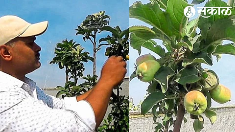 apple crop & Bharat boliz at niphad
