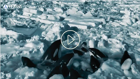 Trapped Killer Whales