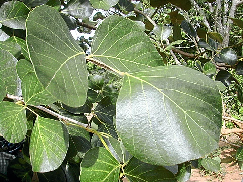 मनमोहक, लालभडक पळस फुलला