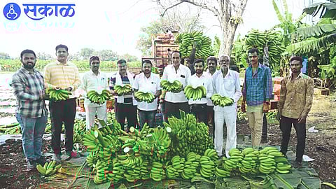 Anil Patil, a progressive farmer, showing the bunch of bananas to be exported.