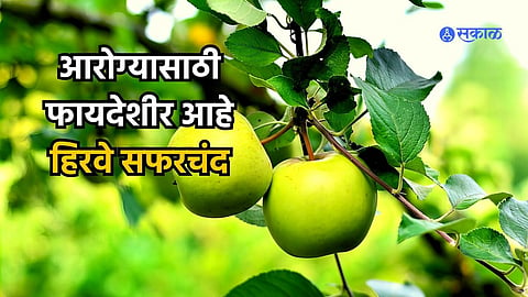 Green Apple Benefits : हाडांच्या मजबूतीसाठी उपयुक्त आहे हिरवे सफरचंद, जाणून घ्या ‘हे’ आरोग्यदायी फायदे