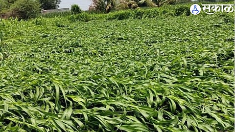 Jalgaon Unseasonal Rain Damage (file photo)