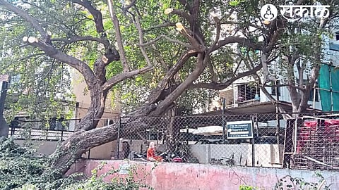 A tree that has been pruned after removing the bus stand