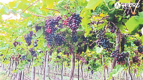 A vineyard that survives all odds.