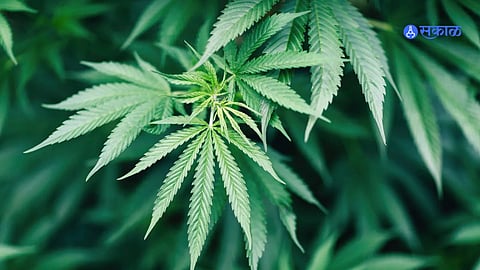 Germanany Officially Legalizes Marijuana