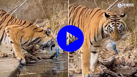 Tadoba Tiger Video Viral