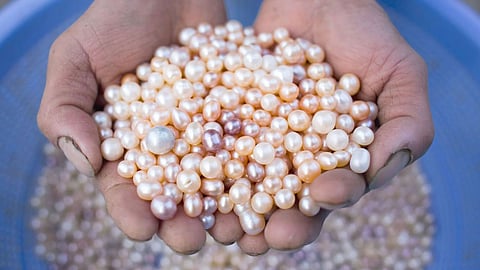 Pearl Farming Shivaji University