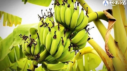 Banana Crop Insurance