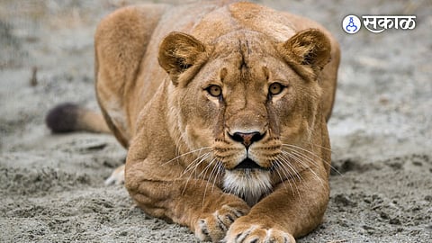 Lioness named Sita housed with Lion Named Akbar at siliguri safari park VHP moves calcutta High Court marathi news