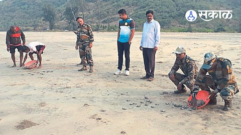 Turtles in Guhagar Sea