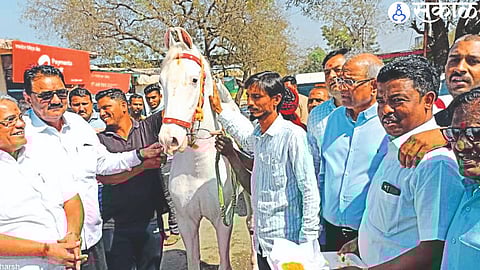 MLA Kashiram Pawara inspecting the horses in the cattle fair