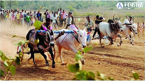 Bullock cart race (file photo)