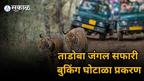 Tadoba Booking Fraud: ताडोबा जंगल सफारी बुकिंग घोटाळा प्रकरण, ठाकूर बंधूंचा जामीन अर्ज फेटाळला, १२ कोटींचा गैरव्यवहार