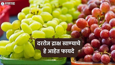 Grapes Health Benefits : पचन चांगले होण्यापासून ते कोलेस्ट्रॉल कमी करण्यापर्यंत... रोज द्राक्षे खाण्याचे अगणित फायदे