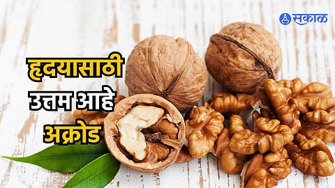 Walnut Benefits : हृदयासाठी उत्तम आहे अक्रोड; पण खाण्याची वेळ, पद्धत आणि फायदे जाणून घ्या..