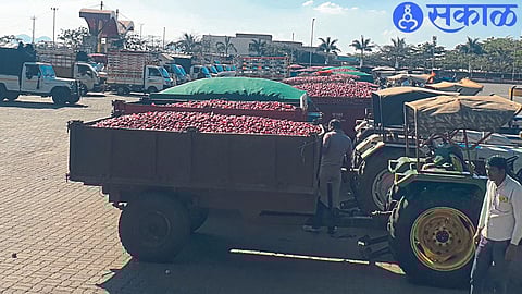 Arrival of onions in market committee on Wednesday.
